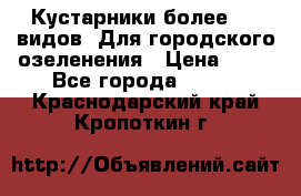 Кустарники более 100 видов. Для городского озеленения › Цена ­ 70 - Все города  »    . Краснодарский край,Кропоткин г.